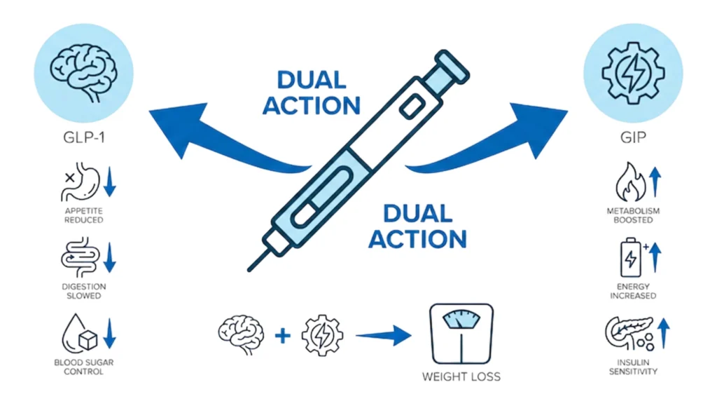 Illustration of dual-action GIP and GLP-1 mechanism for appetite and digestion